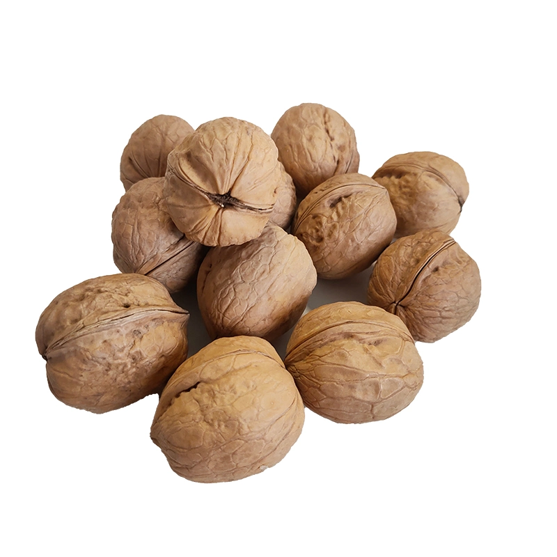 Excellent Quality Thin-Skin Raw Walnut with Shell in Bulk Wholesale/Supplier