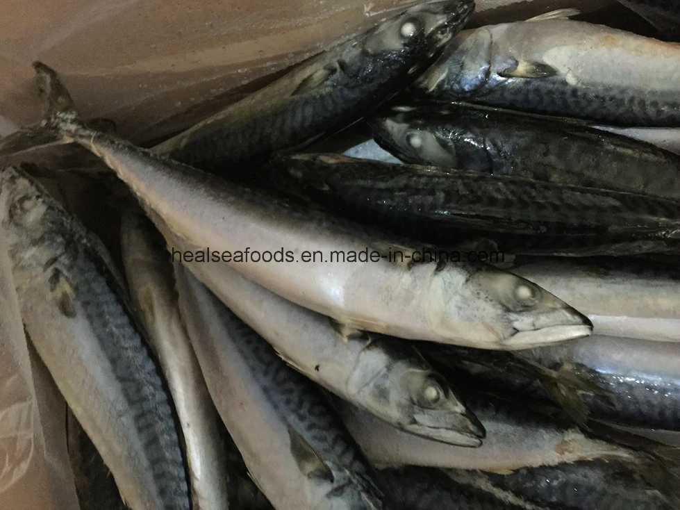 Good Quality Small Size Mackerel (100-120)