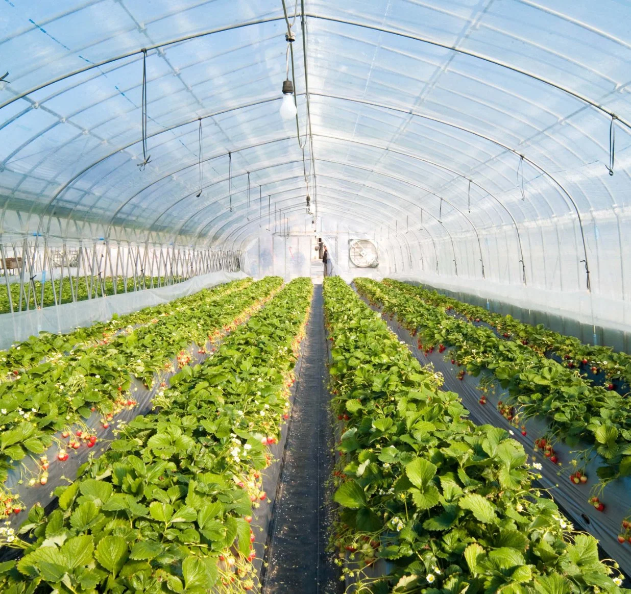 Sunlight Greenhouse for Tomatoes or Other Vegetable Plant