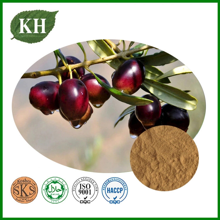 Good for Diabetes Olive Fruit Extract 40%~60% Maslinic Acid