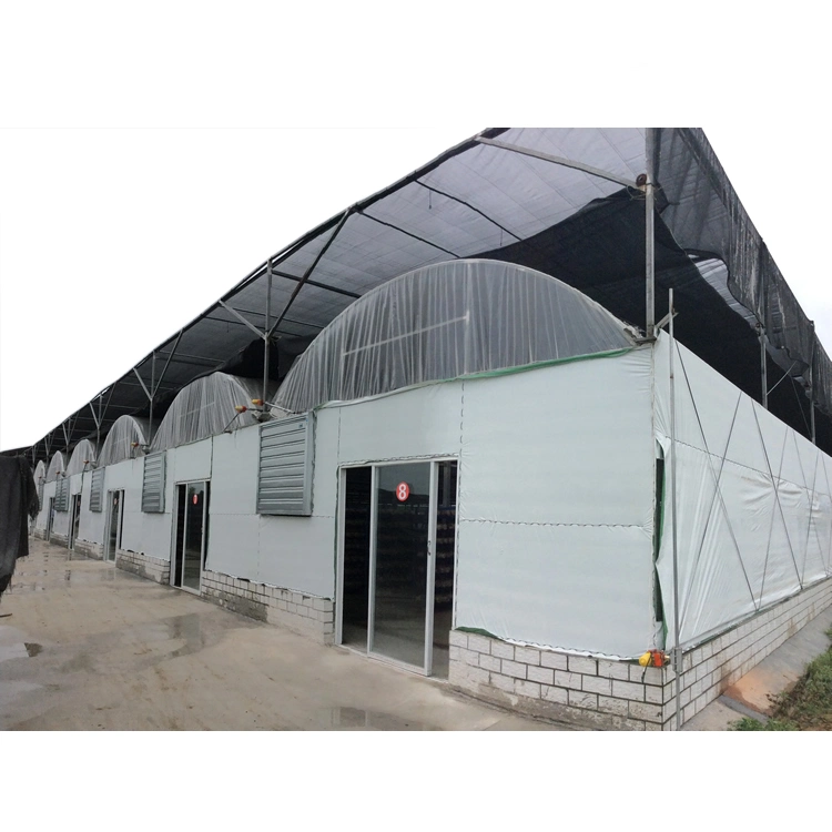 Satrise High quality/High cost performance  Agricultural Greenhouse for Mushroom