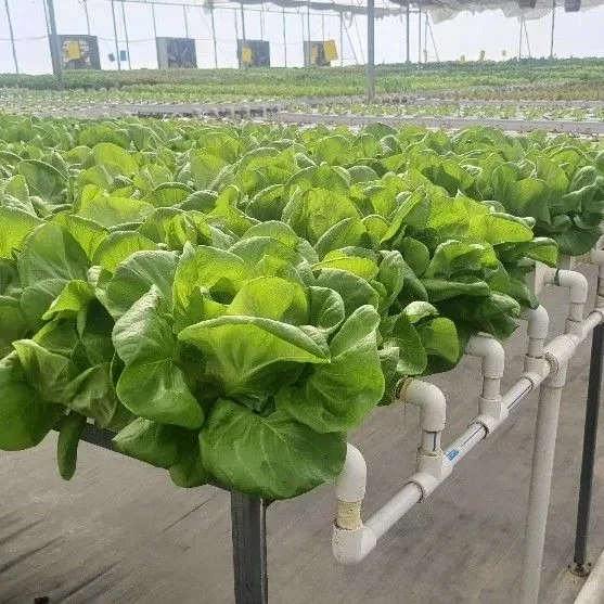 Nft Système croissante du système de contrôle intelligent des produits agricoles