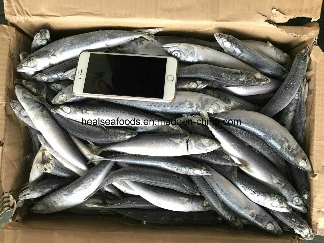 Best Freshness Mackerel Fish for Canned