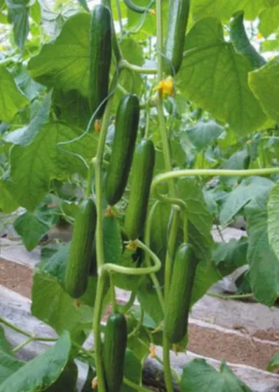 Semillas de Cúcumber tolerante en caliente semillas de verduras híbridas para siembra