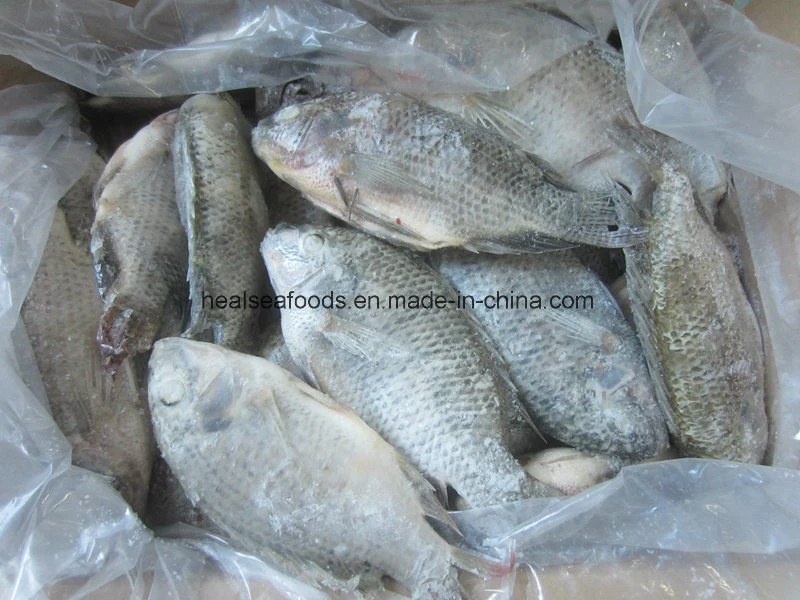 Y eviscerados congelados de pescado Tilapia Escala