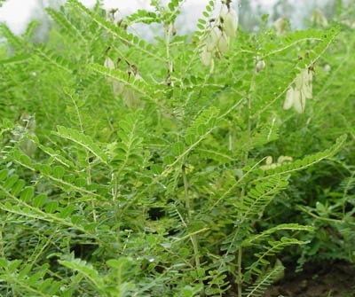 Pessoas singulares Astragalus Extraia de imunidade Enhancer