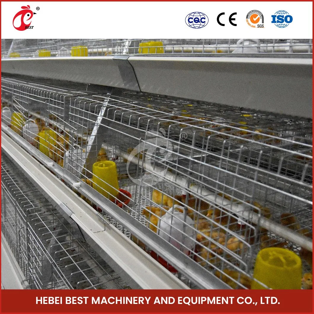 Bestchickencage a Type Pullet Hen Cage Breeder Cage China Steel Chicken Brooder Houses Supplier OEM Customized Bamboo Material Brooder Pullet Cages