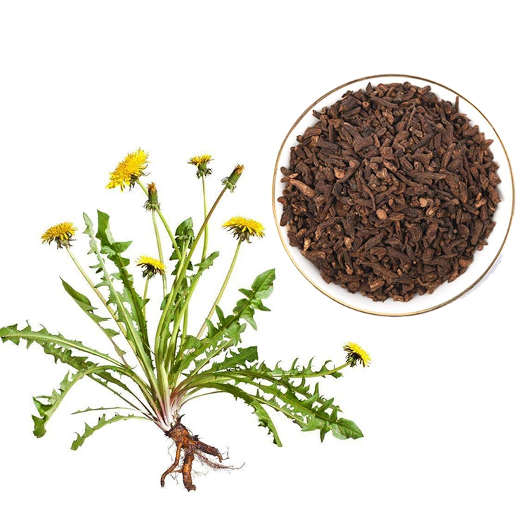 Raiz de Dandelion torrada para saco de corte de chá