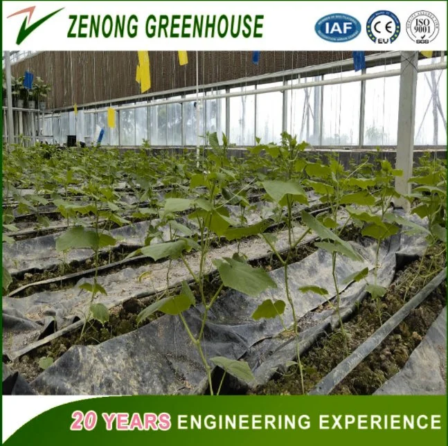 China Hot Sale Greenhouse Covered with PC Board for Exhibition/Seed-Breeding/Flower/Vegetable/Ecological Restaurant/Scientific Research/Garden