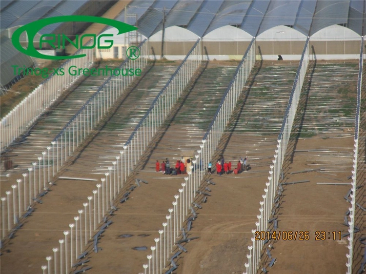 Hot DIP Galvanized Steel Frame Structure Multi-Span Cultivation Hydroponics System Film Greenhouse