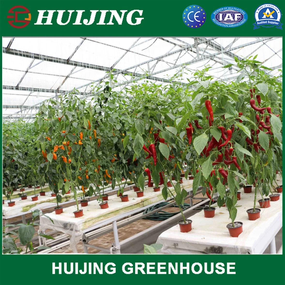 Huijing Nft Hydroponics System in Greenhouse for Vegetables