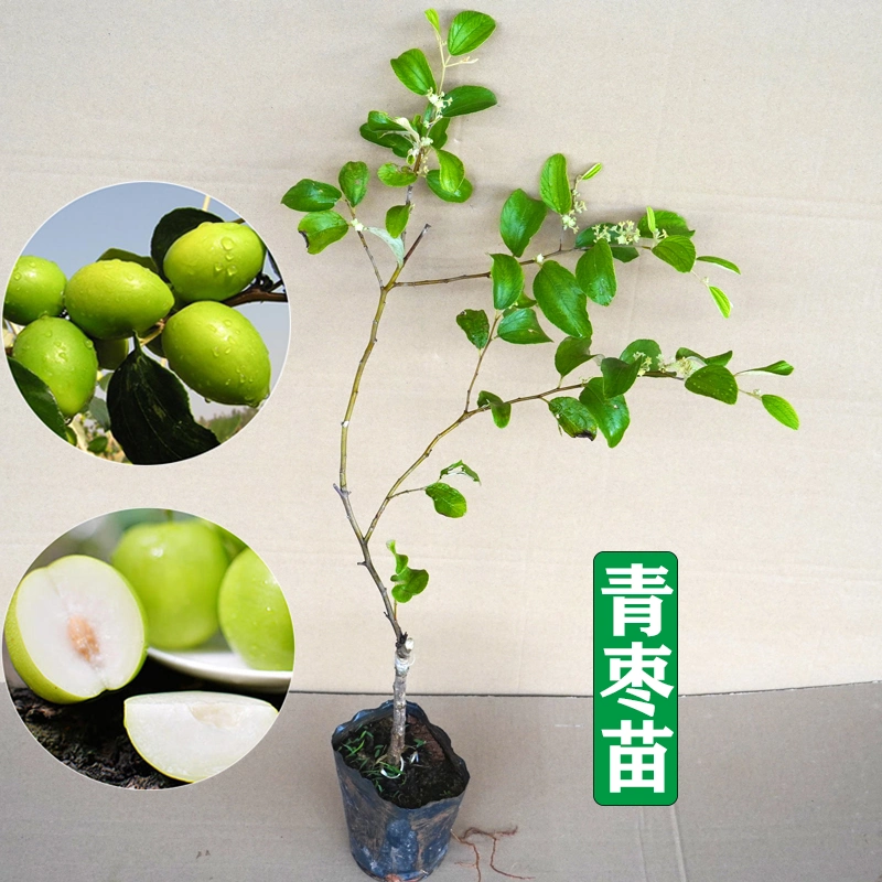 Wholesale Grafted Taiwan Big Jujube Seedlings