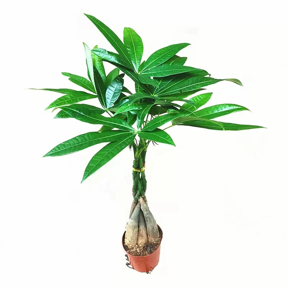 35cm trenzado cinco Pachira aquatica Macrocarpa de plantas vivas Mayorista/Proveedor de interiores y exteriores