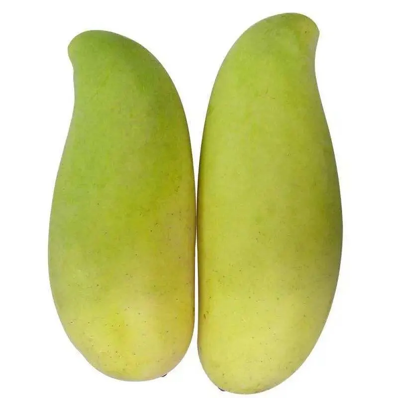 Xiangya Mango Elephant Mango Frucht Mango Getrocknete Mango Slice Frisch Obst mit FDA-Zertifizierung hohe Qualität Obst