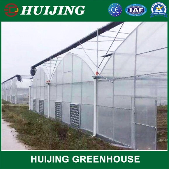 Agricultural Planting Poly Film Multi-Span Greenhouse for Sale