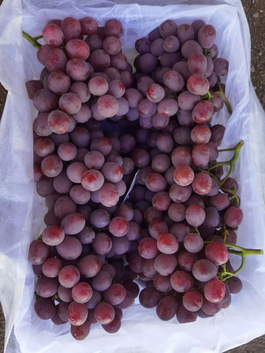 Nice Taste New Crop Red Grapes