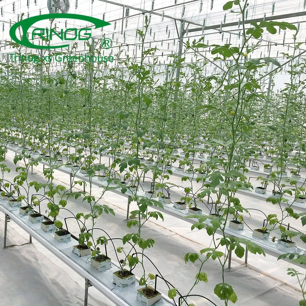 Agriculture Multi-Span Cultivation Hydroponics System Film Green House for Vegetable Planting