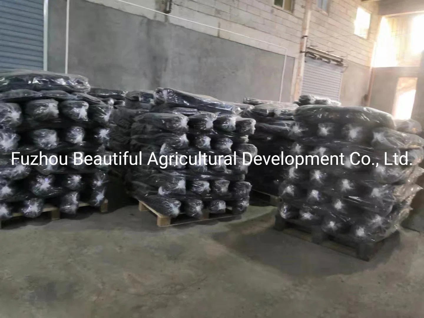 Dried Laminaria Thallus Factory Sales