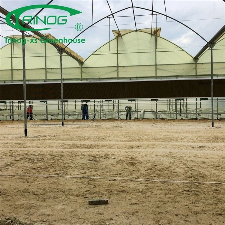 Best Design Multi-span Commercial Plastic Film Greenhouse for Seeding Planting