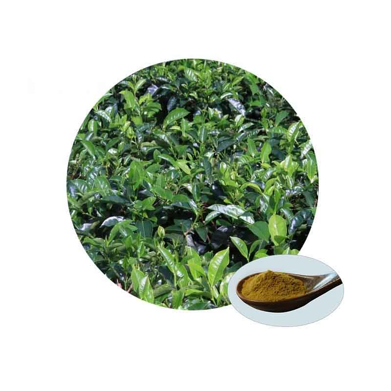 Wholesale Green Tea Extract 98% Polyphenols 98% EGCG 80% Catechins L-Theanine Powder