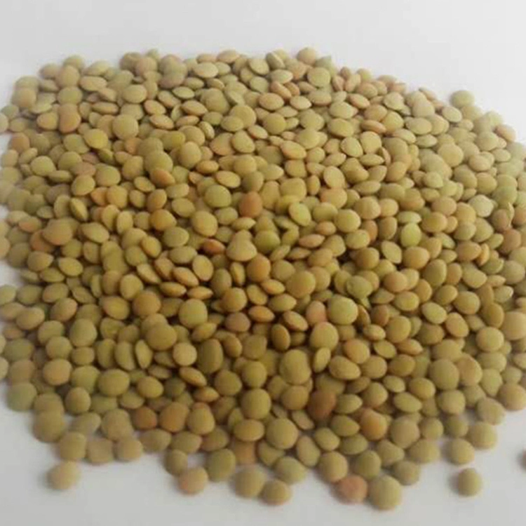 Chinese Gansu Green Lentils High quality/High cost performance  Lentils Hot Sale
