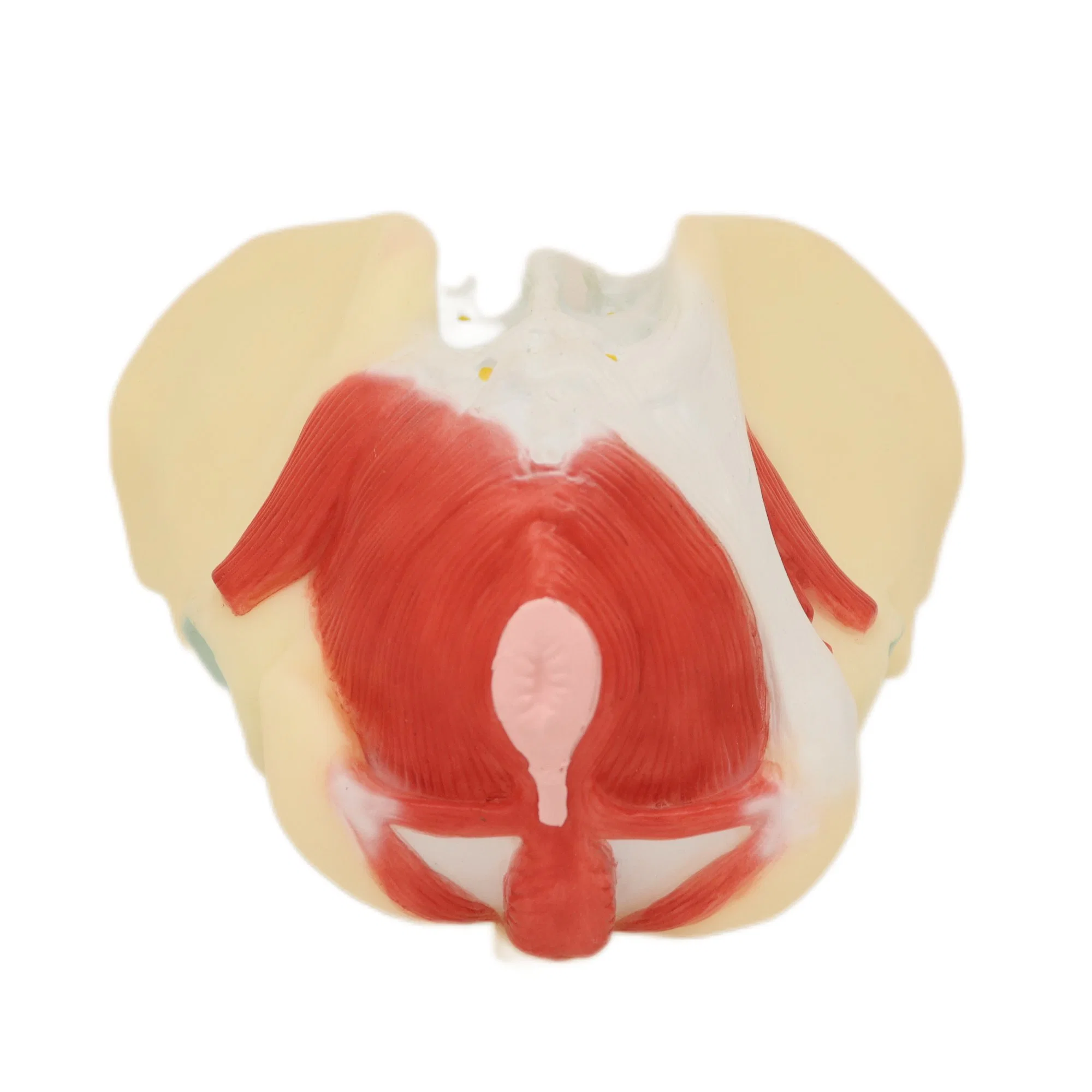 Lab Medical Device Teaching Models Female Perineum Model