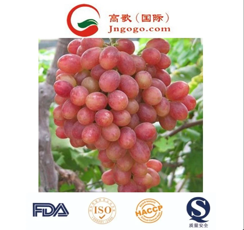 Wholesale/Supplier Box Style Storage Packaging Super Newest Grapes Variety Size Dried Grape