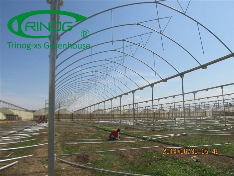 Hot DIP Galvanized Steel Frame Structure Multi-Span Cultivation Hydroponics System Film Greenhouse