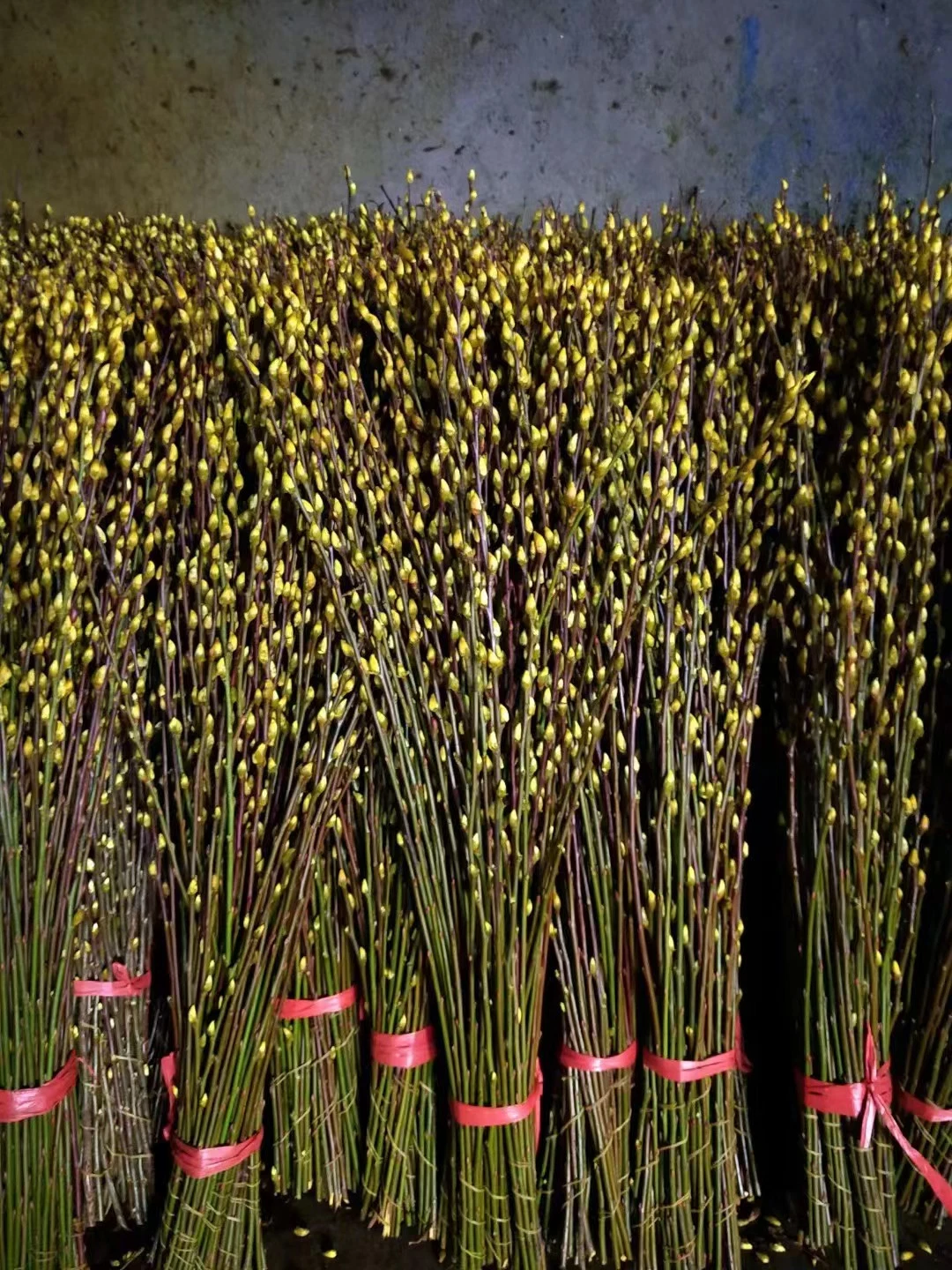 Flor de Kunming para la celebración de la noche de flores frescas cortadas de hierba de sauce para la decoración