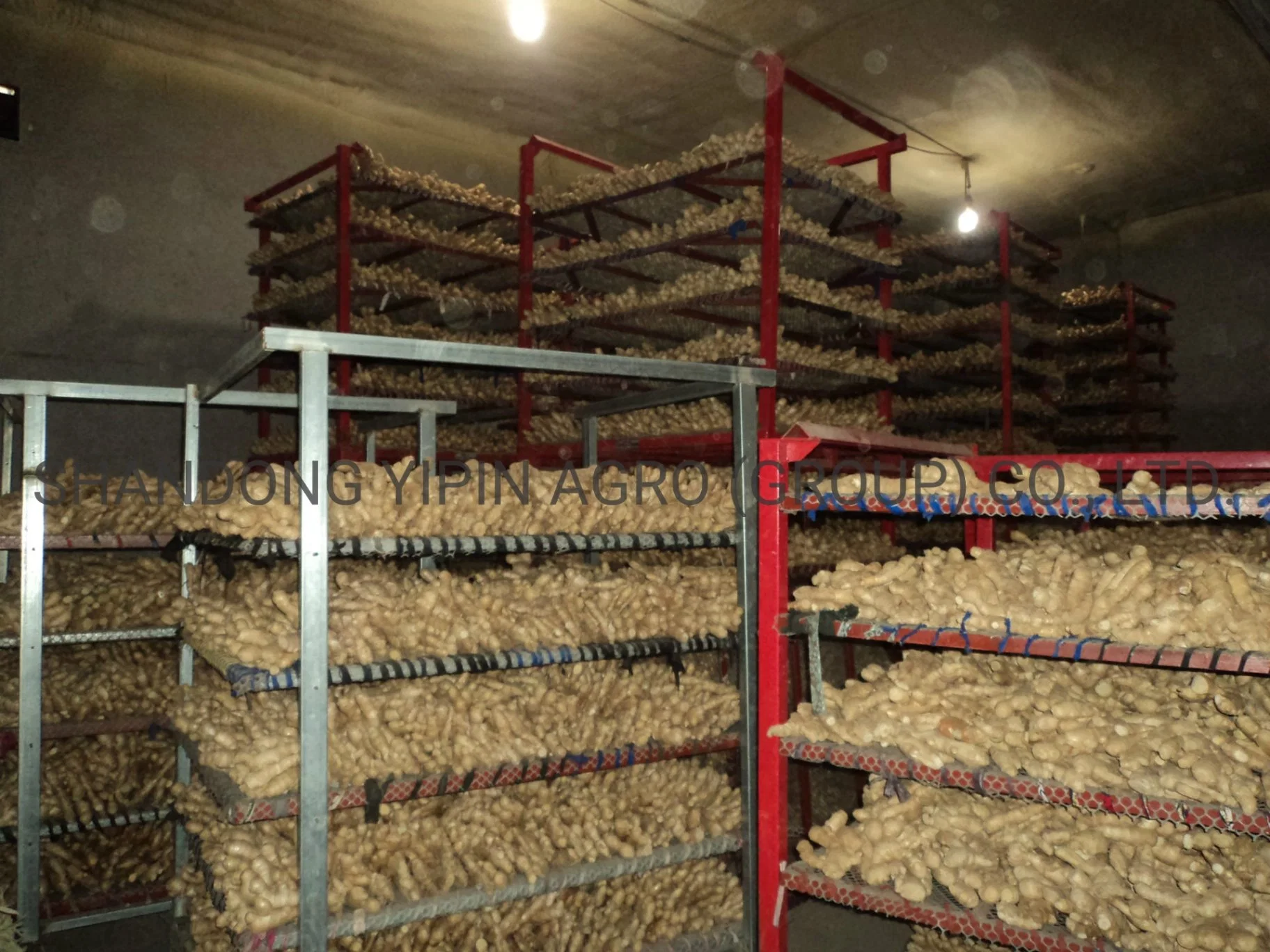 Air Dry Ginger in Premium Quality with Different Sizes for Export From Shandong Province