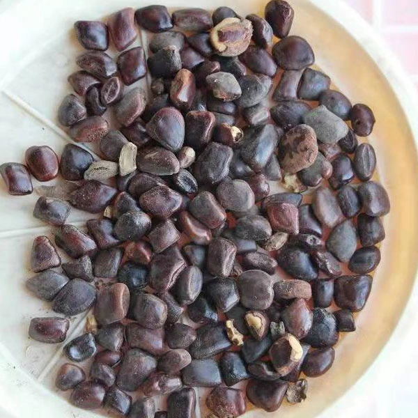 Touchhealthy Supply Good Quality Tamarindus Indica Seeds/Tamarind Seeds