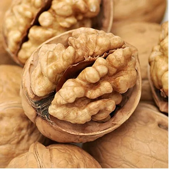 Excellent Quality Thin-Skin Raw Walnut with Shell in Bulk Wholesale/Supplier