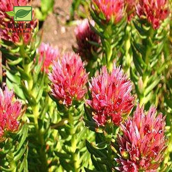 Extracto de alta calidad de Rhodiola Rosea Rosavins 3%-5%%-98% Salidroside 1