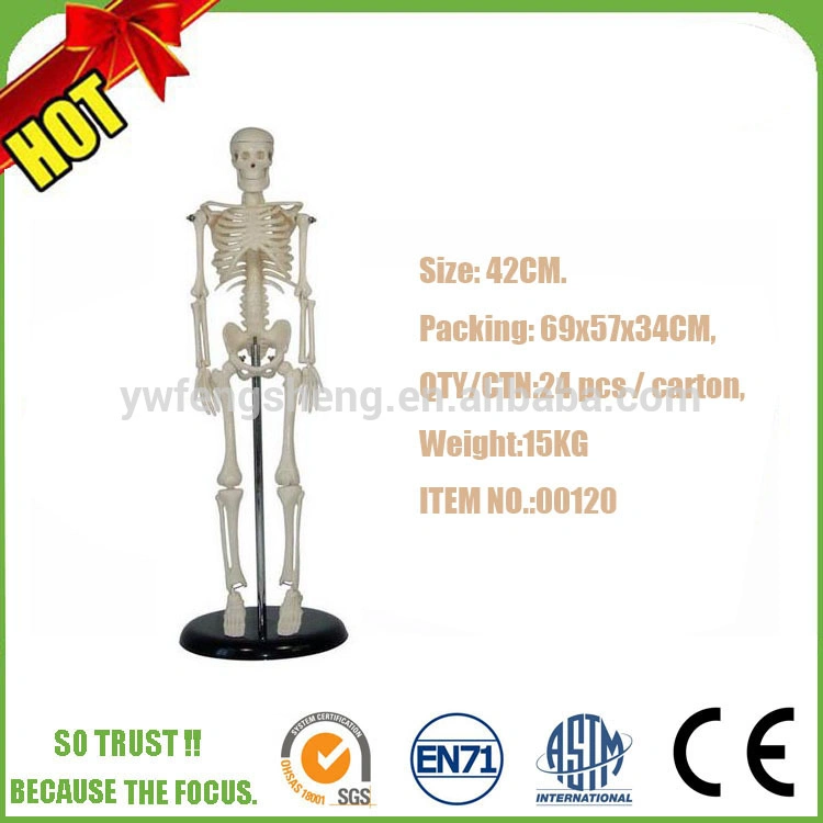 Flexible Colored Ligament and Muscles Anatomy Medical Teaching Skeleton Model