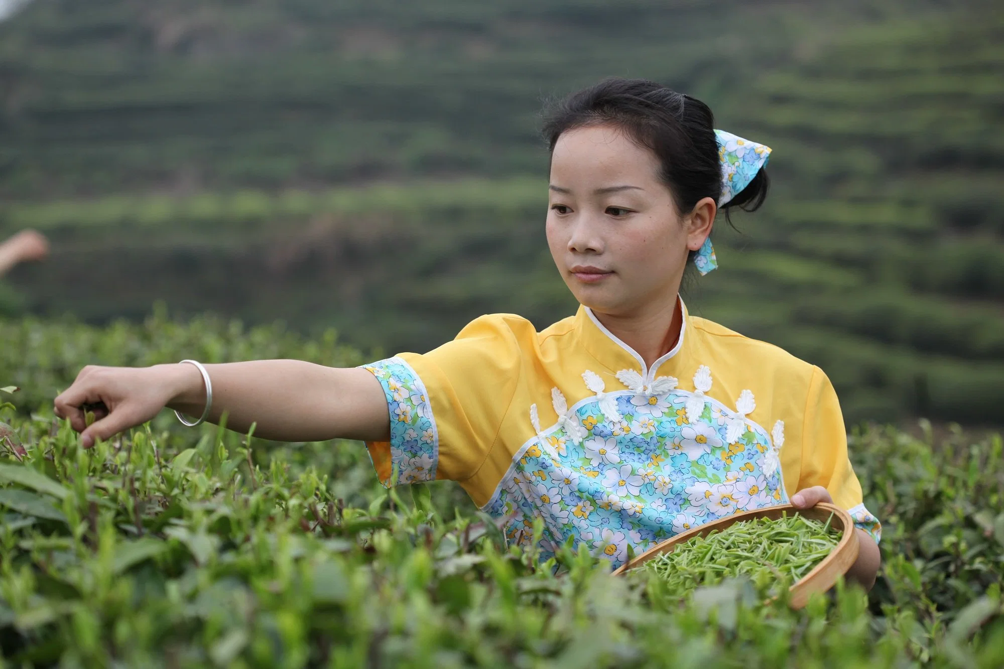 Mo Li Yin Zhen eu sacs filtres standard parfum jasmin Thé vert à l'aiguille argentée