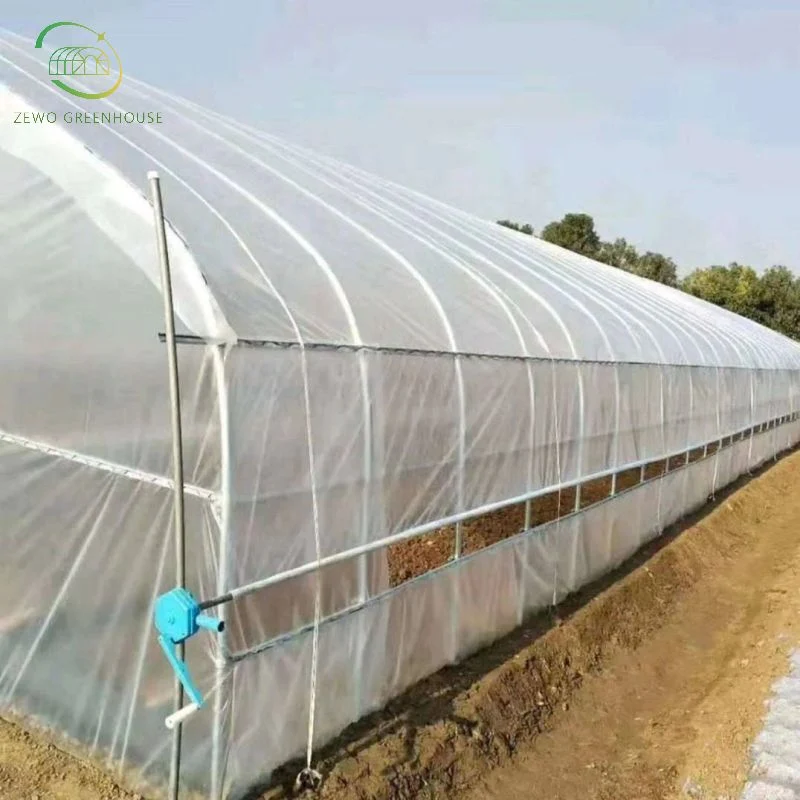 Galvanized Steel Pipe PC Sheet Multi-Span Greenhouse with Hydroponics Irrigation System for Strawberry/Vegetables