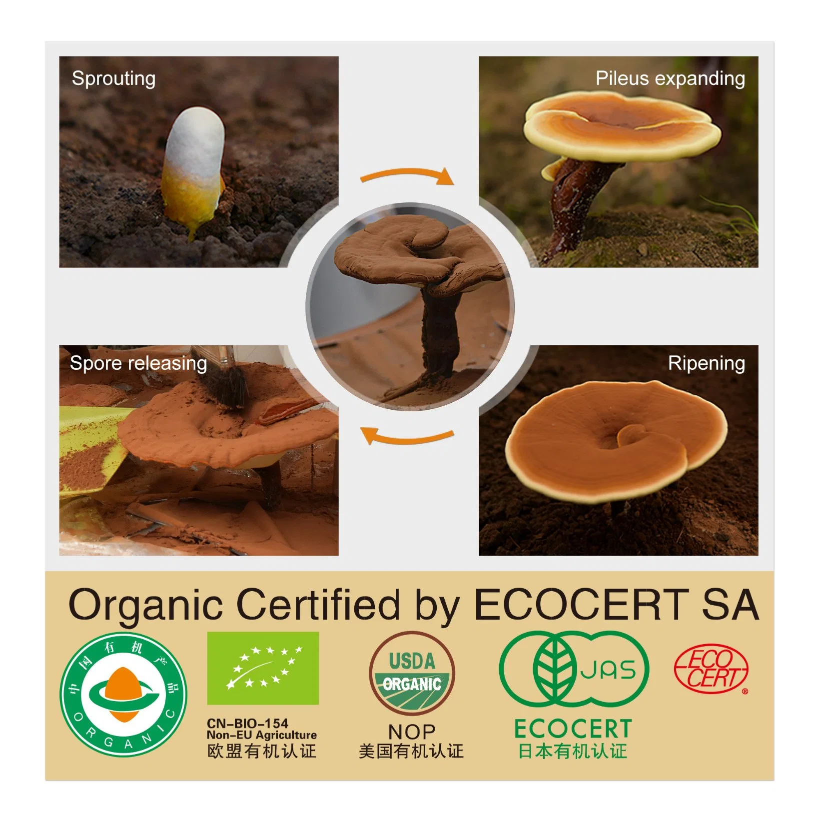 Ganoherb Natural 100% orgánico Extracto de Ganoderma lucidum Reishi Extracto de champiñón en polvo