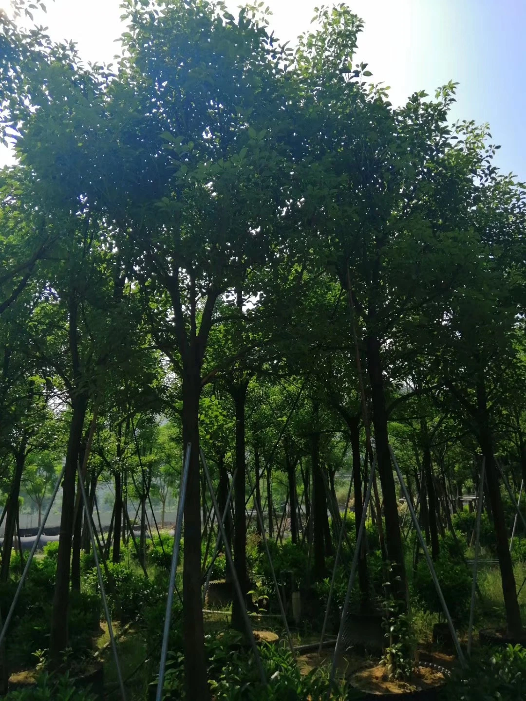 Usine d'herbes Taxus chinensis pour Bonsai et Plantation