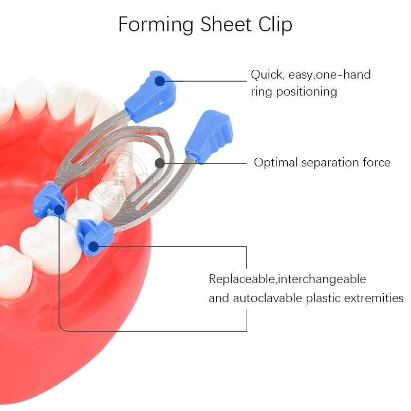 Corte Transversal dentária o grampo de mola de metal com contornos de Substituição de Dentes Dentista Ferramentas do anel de matriz