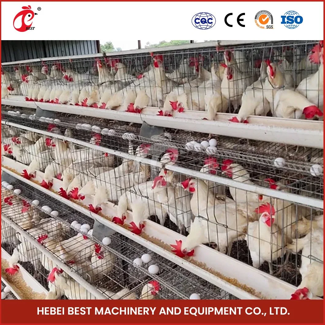 Bestchickencage Обычный тип клетка Китай Местная куриная Layer House Заводское OEM-оборудование Индивидуальный большой срок службы куриный слой большой емкости Клетка