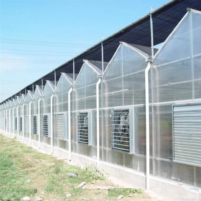 Hot Galvanized Steel Frame Structure Plastic Sheet Commercial Multi Span Greenhouse