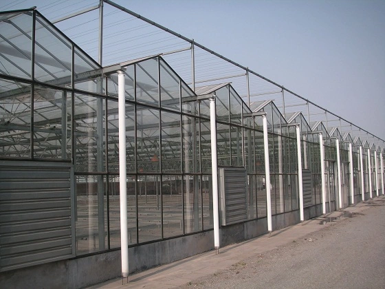 Commercial Polycarbonate Frame Greenhouse/ Agricultural Greenhouse