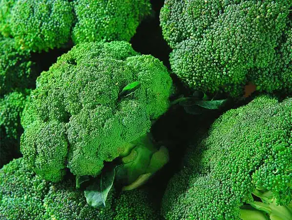 Anti Cancer Broccoli Extract Powder