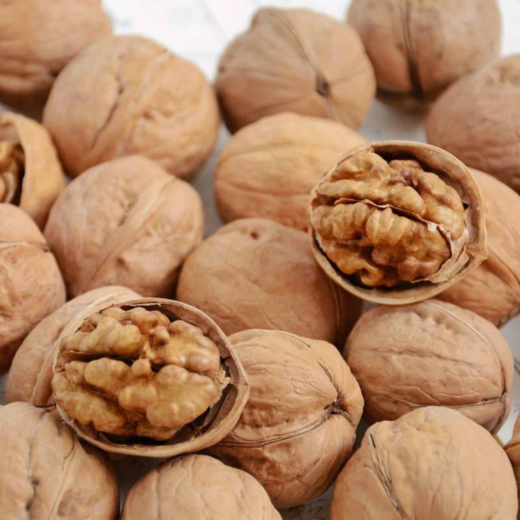 Export Raw Walnut Best Quality Walnut Kernels Wholesale Price