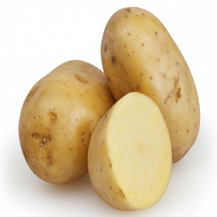 Fresh Potato for Cooking High quality/High cost performance  Potato with Top Grade Export