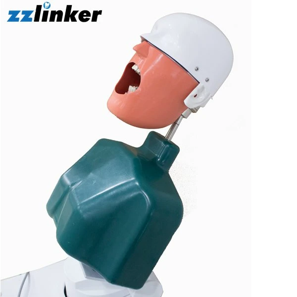 Lk-OS22 Dental Teaching Manikin Phantom Headmould with Body for Students