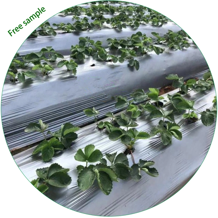 Black and Silver Agricultural Plastic Mulch Sheet Control Ground Cover Reflective Mulch Film Plant Mulch Film