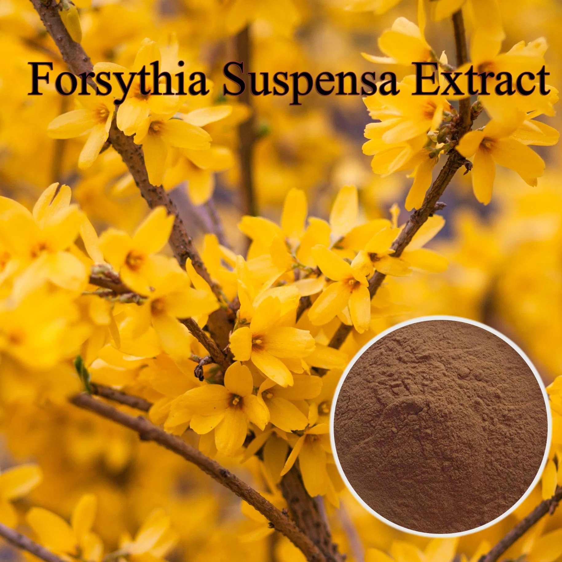 Hhdpharm fábrica extrato vegetal pó 20% forsythia suspense intensificadores de nutrição