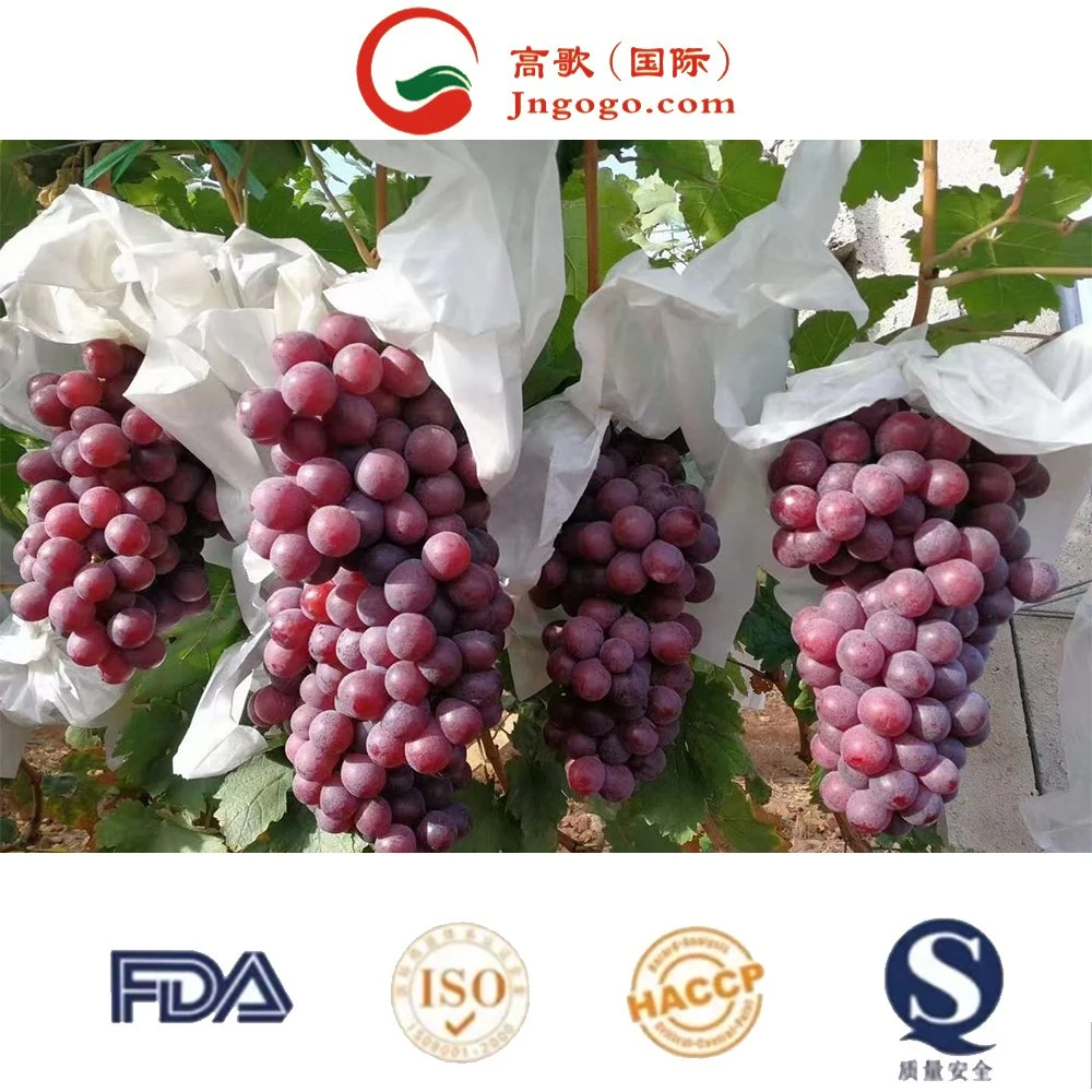 Hot Selling Lowest Price China Fresh Fruit Vitamin Rich Red Globe Grape