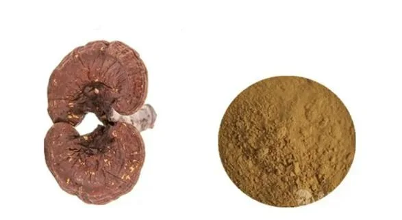 Reishi Extract Powder with Polysaccharides